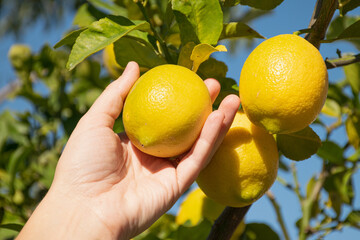 Epoca de cosecha de limones