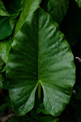 green leaf background