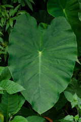 green leaf with water drops