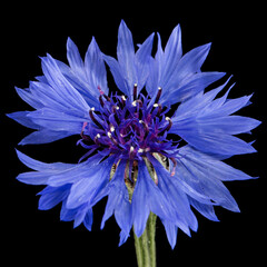 Blue flower of cornflower, lat. Centaurea, isolated on black background