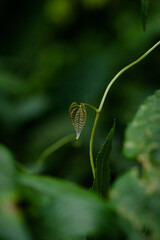 butterfly on a leaf