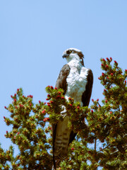 Osprey bird of prey perched over a pond