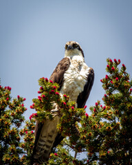 Osprey bird of prey perched over a pond