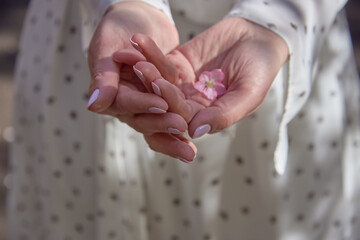 A soft pink cherry blossom in a woman's hands on the background of a light dress.