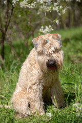 Irish soft coated wheaten terrier. Portrait of a fluffy dog on a background of cherry blossoms.