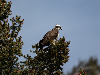 Osprey bird of prey perched over a pond