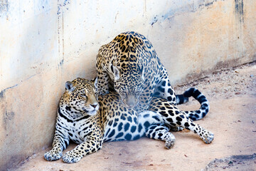 Jaguar couple, lying on the cement floor, one on the other. Closeup in selective focus
