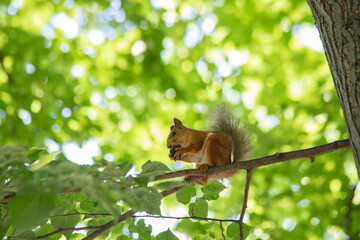 squirrel close-up in green foliage