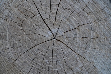 Dry wood with cracks