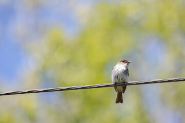 Eastern phoebe (Sayornis phoebe) on a wire with colorful spring nature background