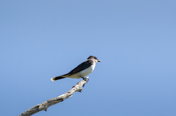 A beautiful Eastern Kingbird (Tyrannus tyrannus) on a tree limb with blue background