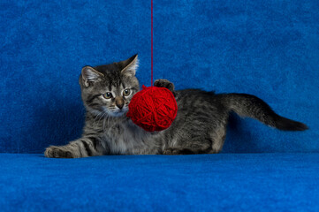 Kitty with red yarn ball, cute grey tabby cat playing with skein of tangled sewing threads on blue background 