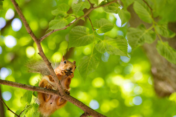 squirrel close-up in green foliage