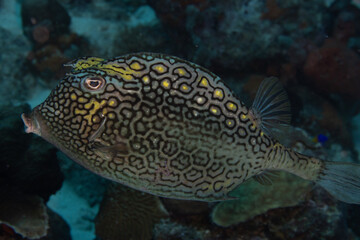 Honeycomb Cowfish on Caribbean Coral Reef