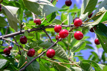 Red cherries on the tree