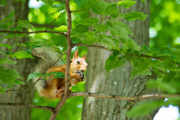 squirrel close-up in green foliage