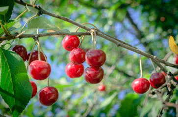 Red cherries on the tree