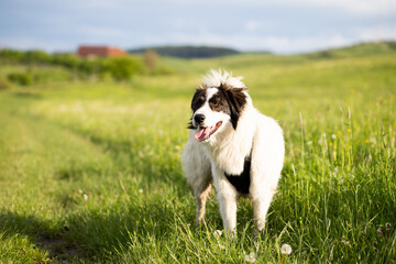 white shepherd dog enjoying outdoors