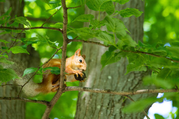 squirrel close-up in green foliage