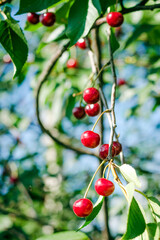Red cherries on the tree
