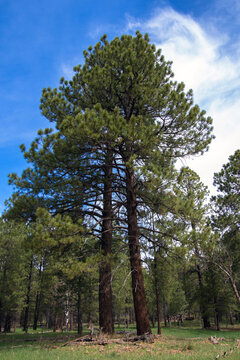 Two tall, healthy pine trees in Manti-La Sal National Forest in Utah