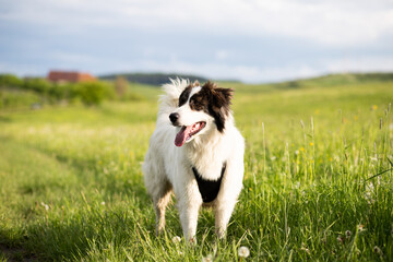 Naklejka na ściany i meble white shepherd dog enjoying outdoors