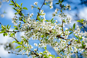 Cherry tree in dense white bloom