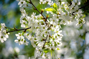 Cherry tree in dense white bloom