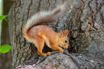 squirrel on a tree close up eating