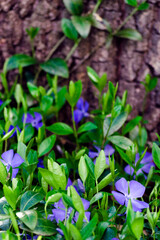 Common periwinkle, clear blue flowers