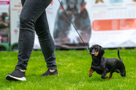 Obedient dachshund puppy on a leash runs with handler on green grass participating in competitions during international or local dog show. Pet walking with owner.