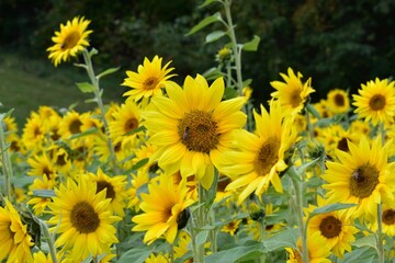 field of bright yellow sunflowers