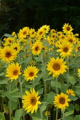 field of bright yellow sunflowers