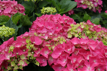 アジサイ 6　ピンク