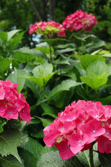 アジサイ 8　ピンク　縦位置