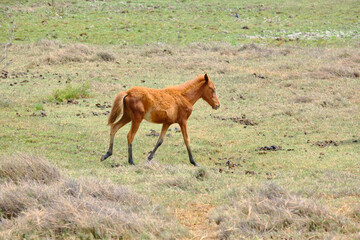 caballos de  jequetepeque