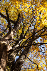 11月広島県民の森、詰め込まれた紅葉。
