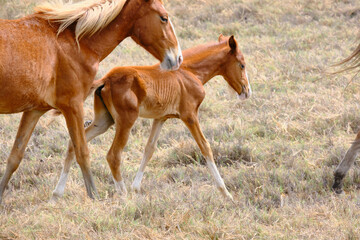 caballos de  jequetepeque