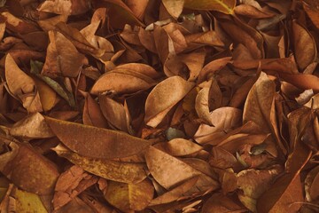 A lot of leafs in nature