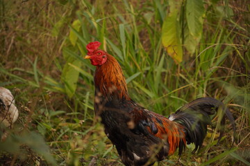 A flock of chickens roam freely in a lush green