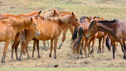 caballos de  jequetepeque