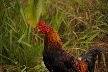A flock of chickens roam freely in a lush green