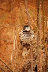 close up of a nest of bee