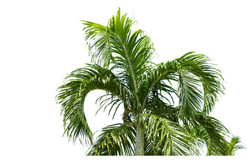 Fototapeta premium Palm leaves, green palm leaves, isolated on white background,