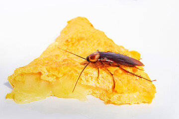 Cockroaches, The problem in the house because of cockroaches living in the kitchen.Cockroach eating whole wheat bread on white background(Isolated background). Cockroaches are carriers of the disease.