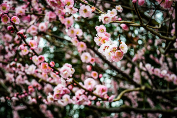 鈴鹿、梅林の梅花を観賞する