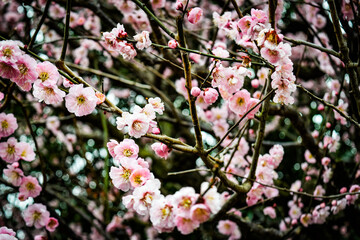 Obraz premium 鈴鹿の森庭園の梅花を鑑賞する