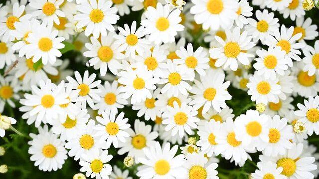 Yellow and white daisy flowers in meadow, close up. Landscape with blooming flowers on the field. Daisy, Bellis perennis in grass. Blooming wildflowers in spring. 