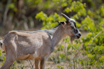 Wild Goat on Caribbean Island