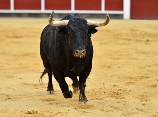 un toro tipico español con grandes cuernos